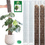 4 Postes D de 16" para plantas con musgo Sphagnum blanco