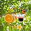 Comedero pájaros jalea naranja al aire libre