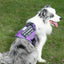 Chaleco entrenamiento perros medianos con hebillas metal