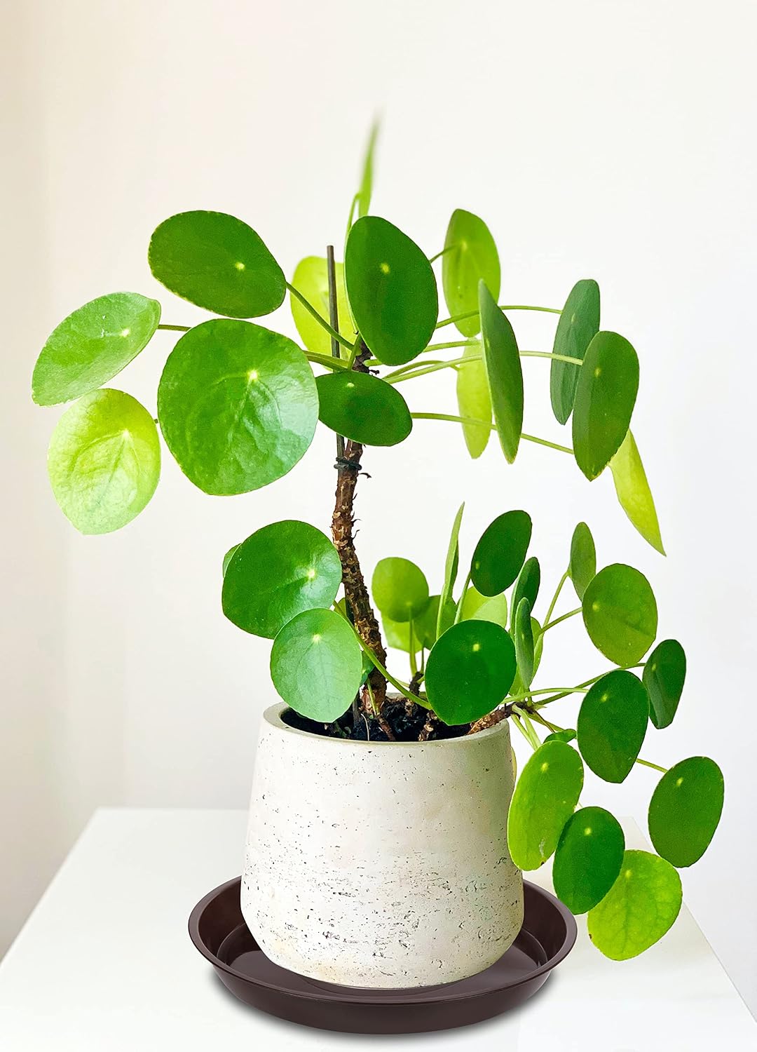 6 Pzas Platillo Plástico 12" para Plantas Interiores