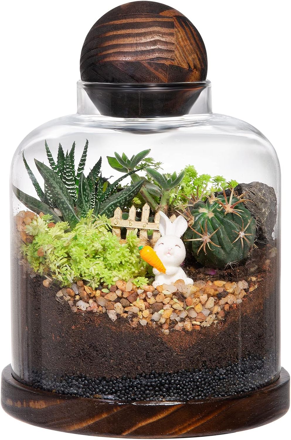 Terrario vidrio suculentas musgo decoración oficina