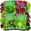 Semillas lechuga Bibb Simpson negra iceberg Green Ice