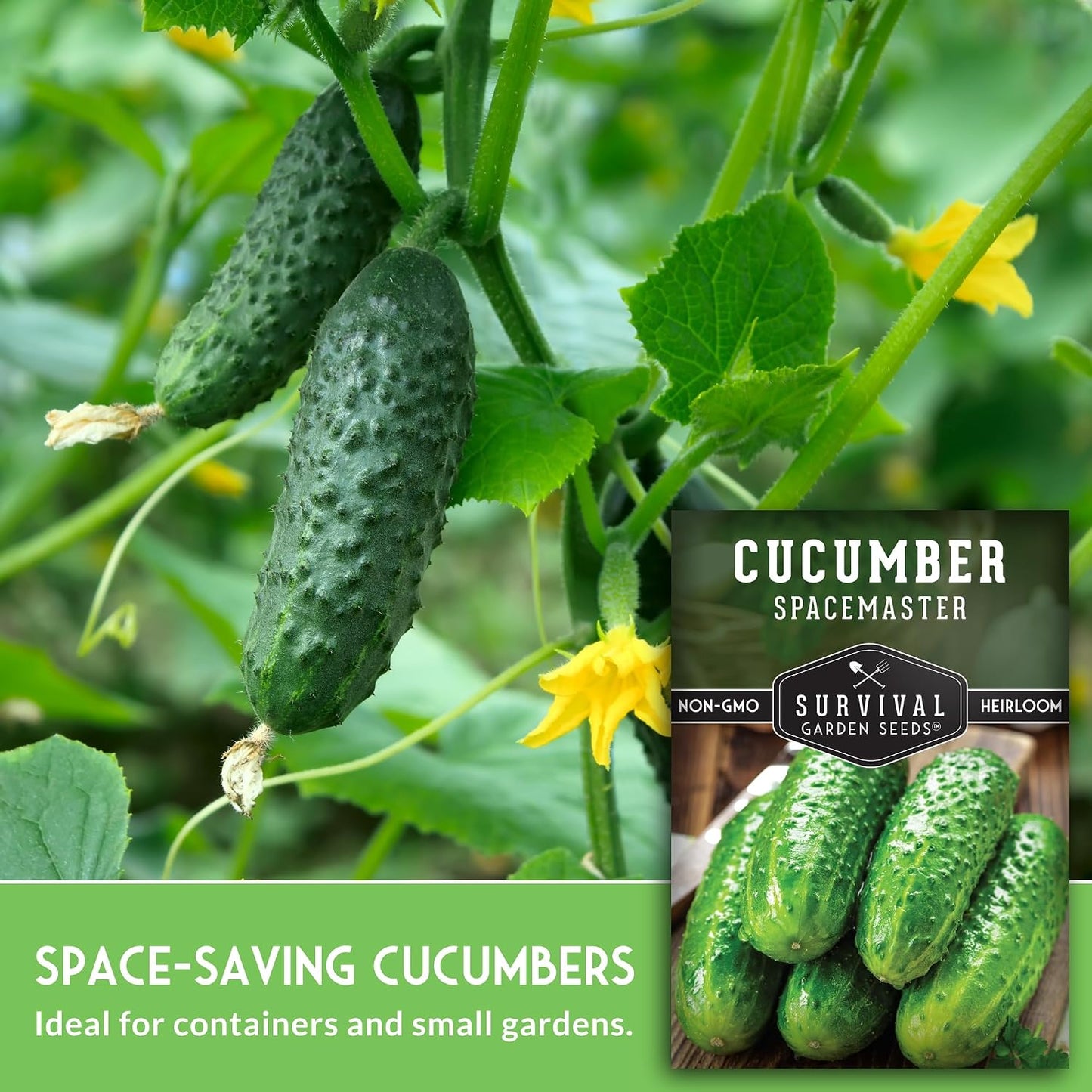 Semillas pepino Spacemaster compacto sin OMG 2 pack