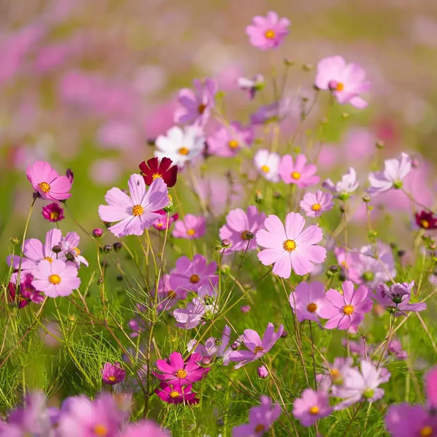 300 Semillas Cosmos Rosadas Perennes para Jardín Exteriores