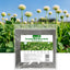 Semillas trébol holandés blanco perennes para césped 2lb