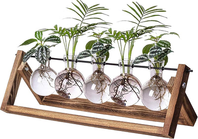 Estación propagación plantas 5 jarrones madera vidrio