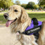 Parche servicio perro entrenamiento removible collar negro