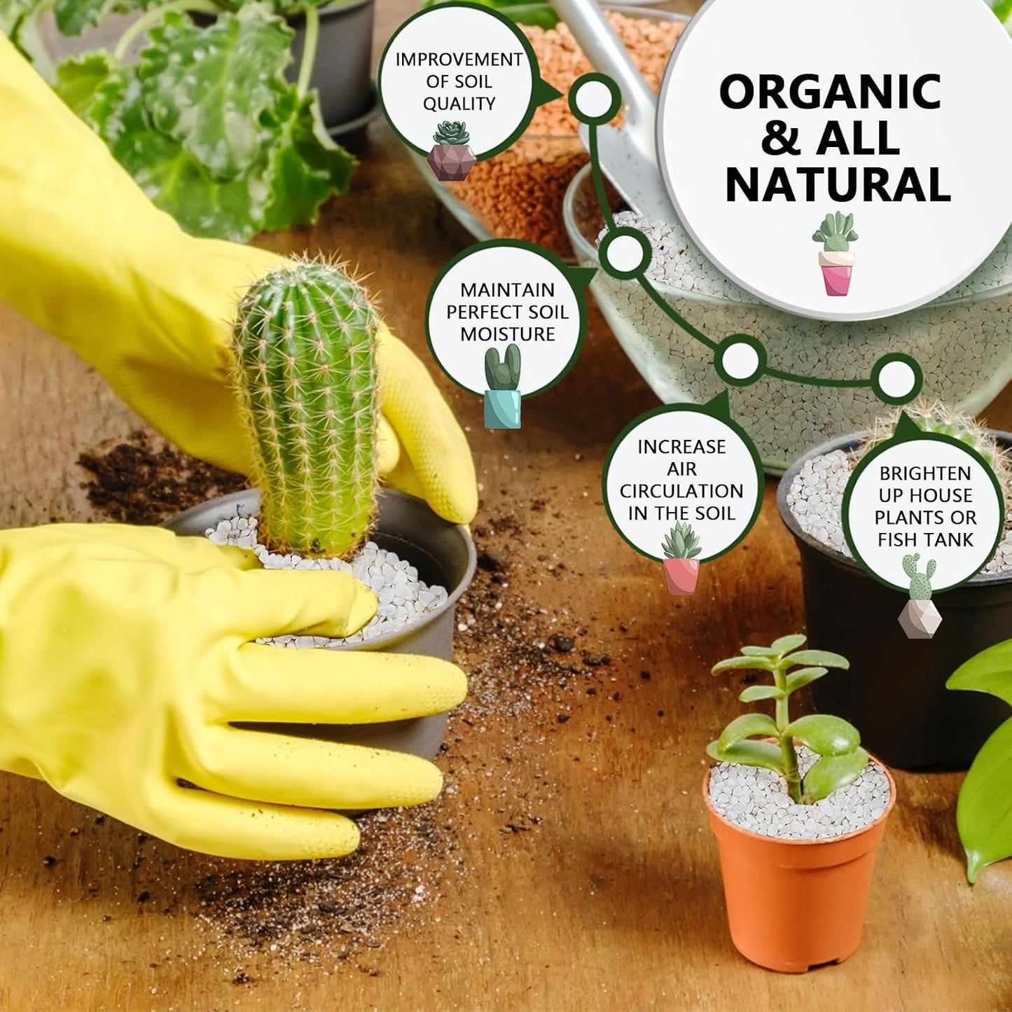 Grava guisante blanca para suculentas y cactus 2lbs