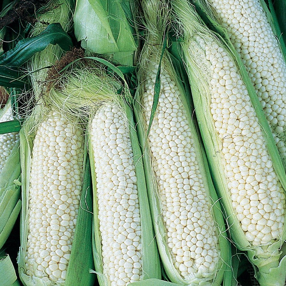 Semillas de maíz White Country Gentleman 200 pzas