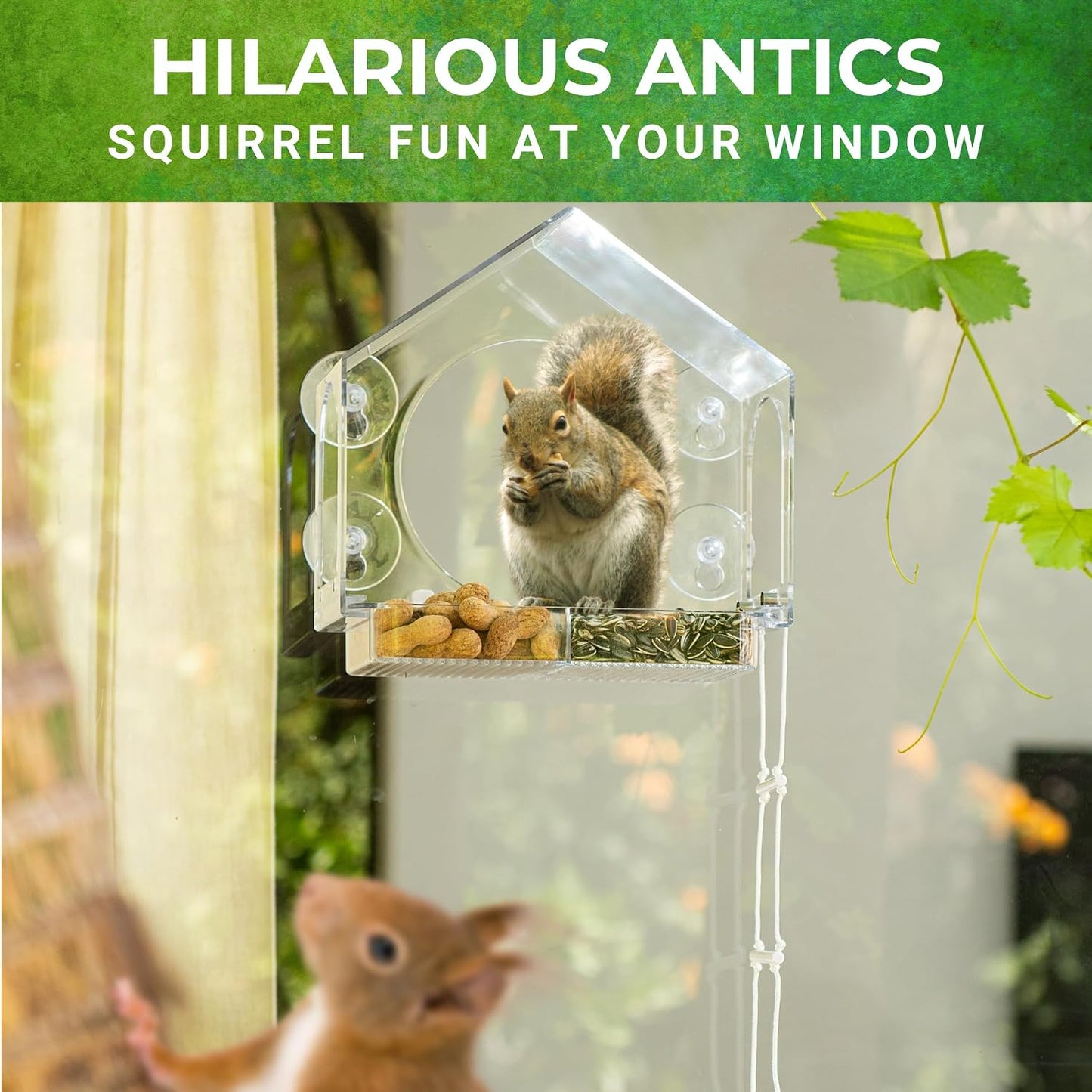 Alimentador ardillas para ventana con ventosas 4x