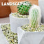 Piedras jade 1/2pulg decorativas para plantas