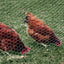 Red malla aves corral 2pulg 2x25ft