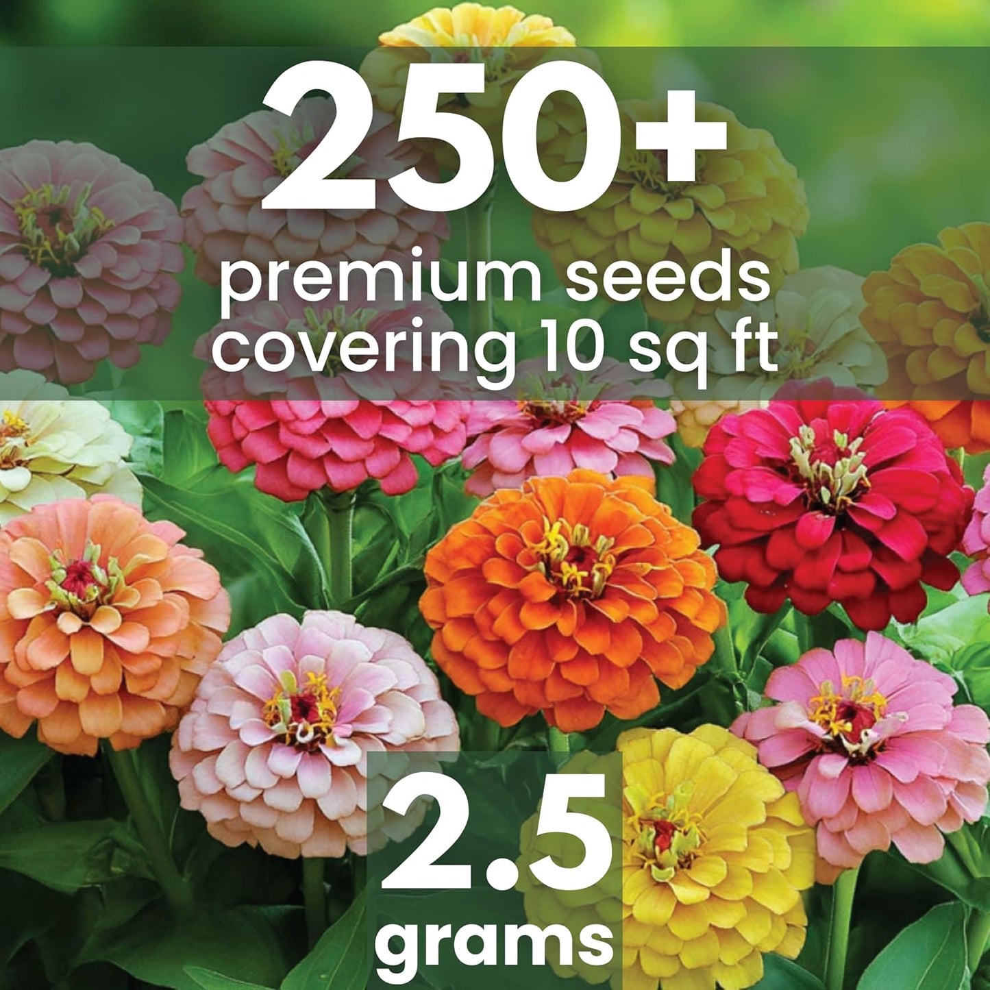 Semillas Zinnia California Giants 250 unidades