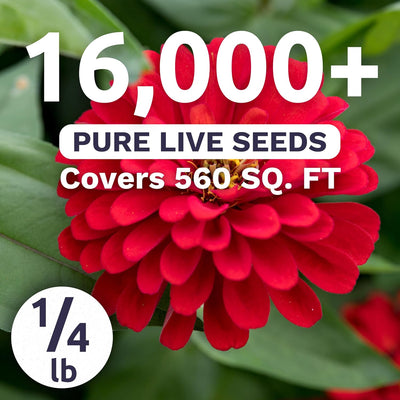Paquete 16000 semillas Zinnia Cherry Queen 4oz