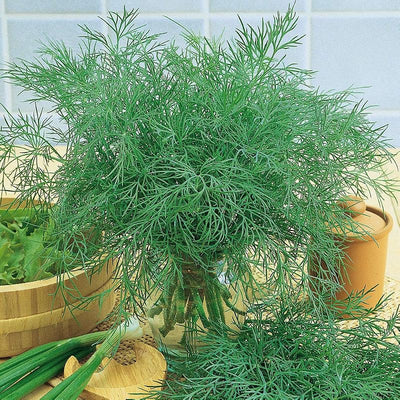 Semillas Eneldo Alligator Gigante Vegetal No OGM