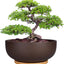 Maceta terracota 10" para suculentas y bonsái