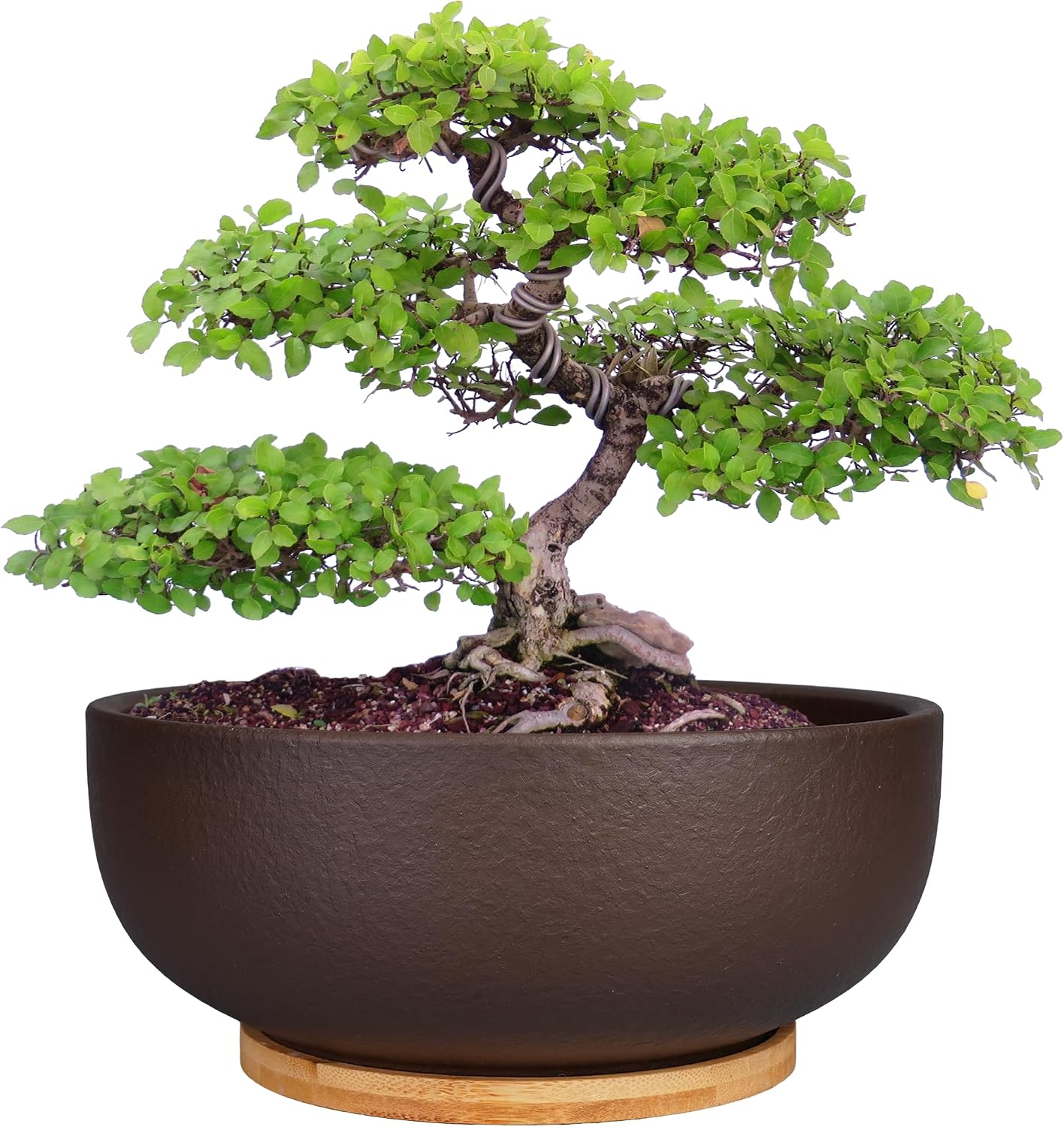 Maceta terracota 10" para suculentas y bonsái