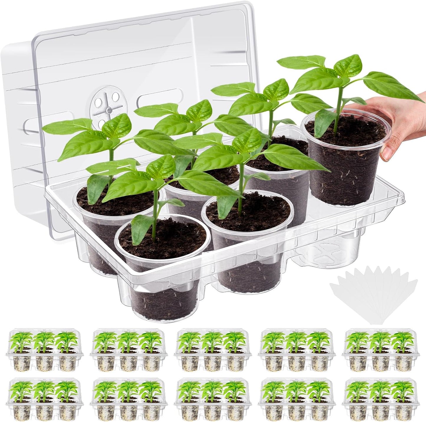 Pack 10 bandejas germinación 60 celdas 4pulg con cúpula