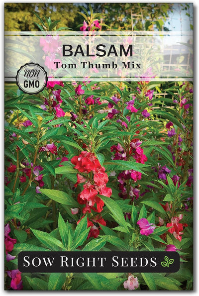 Semillas Impatiens para jardín interior y exterior pack