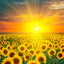Bandera girasoles campos flores 28x40" decoración jardín