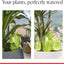 Set 8 figuras pájaros riego automático 4 días color verde