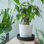 Platillo Plástico 8" Drenaje Plantas Negro Mate