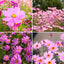 300 Semillas Cosmos Rosadas Perennes para Jardín Exteriores