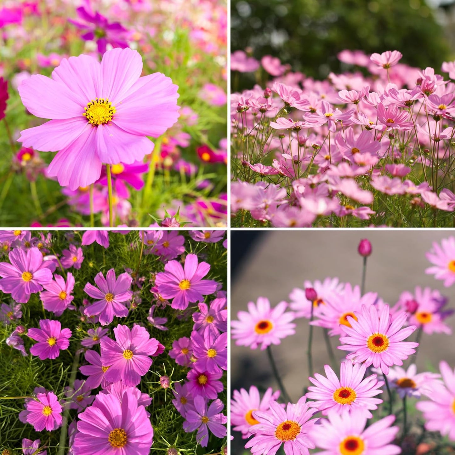 300 Semillas Cosmos Rosadas Perennes para Jardín Exteriores