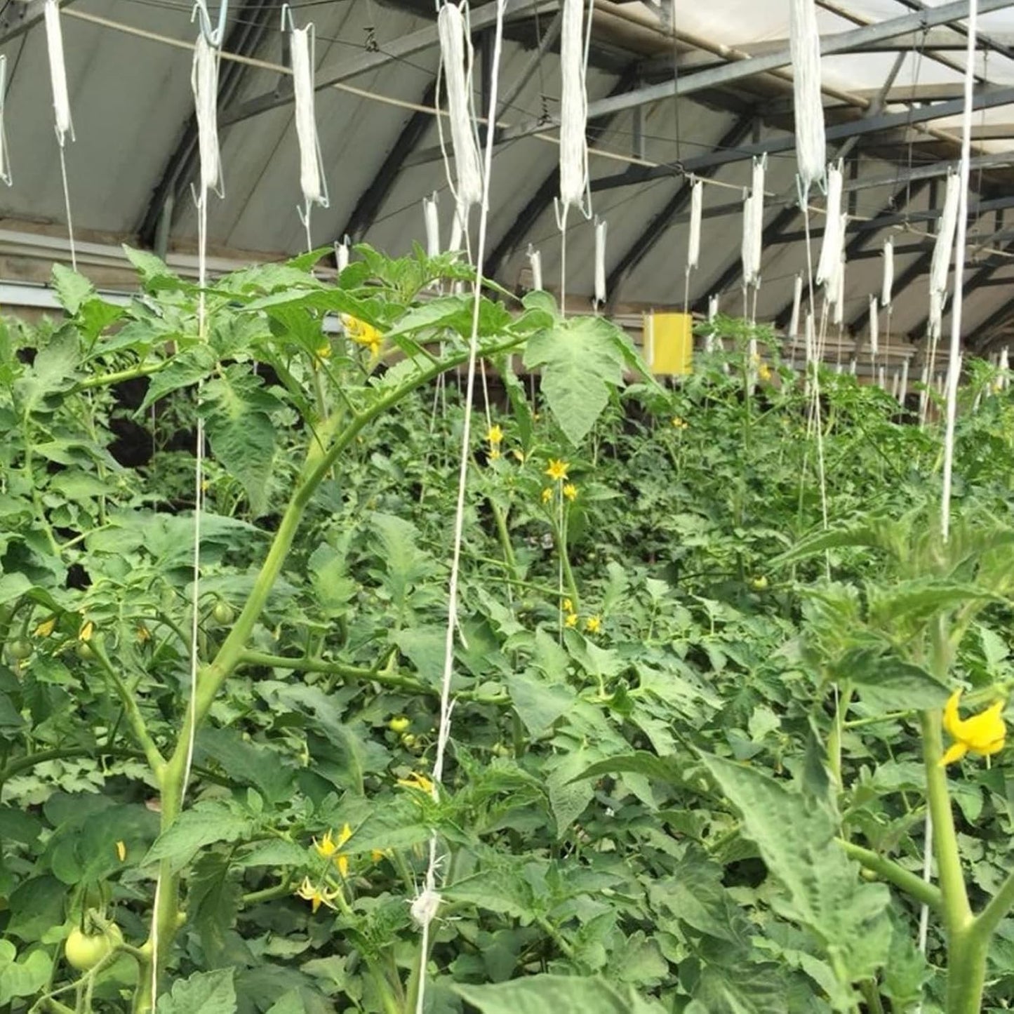 10 Ganchos Soporte Tomate 32.8" Cuerda Vegetales