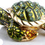 Caja mini joyería bisagras figurilla tortuga