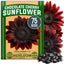 Semillas girasol cereza chocolate 75 unidades flor alta jardín