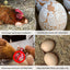 Huevos madera falsos para entrenar pájaros color marrón pack 2