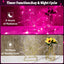 Guirnalda luces rosadas 9.8ft 30 LED impermeables con temporizador