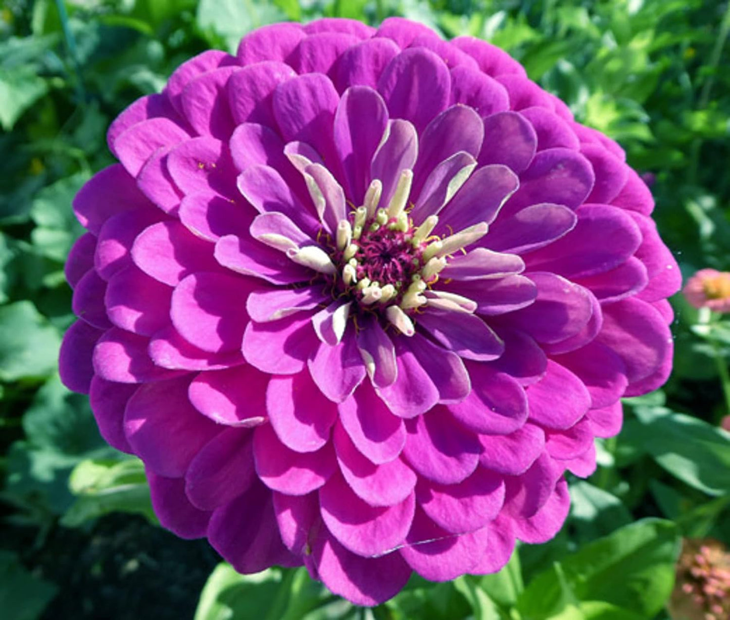 100 Semillas Zinnia Purple Prince No Transgénicas Heirloom