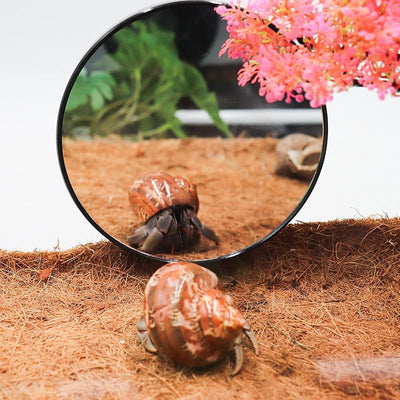 Espejo lagarto 5.1pulg con ventosas decoración acuario