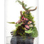 Terrario cúpula cristal base 7.9x4.7pulg plantas carnívoras