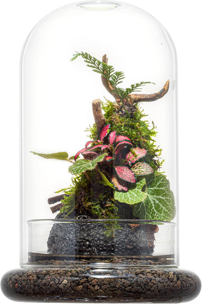 Terrario cúpula cristal base 7.9x4.7pulg plantas carnívoras