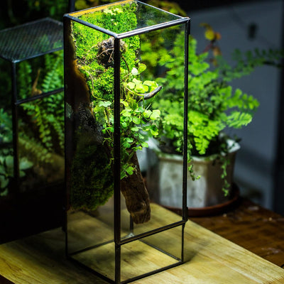 Terrario cristal 3.9x3.9x11.8pulg con puerta para helechos