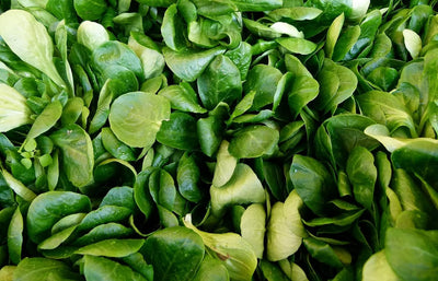 Semillas lechuga ensalada maíz vegetal 500