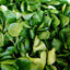Semillas lechuga ensalada maíz vegetal 500