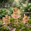 3 Pzas Miniaturas Hadas Decoración Terrario