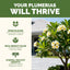 Fertilizante líquido para plumeria y plantas tropicales 8oz