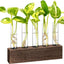 Soporte vidrio para plantas oficina decoración
