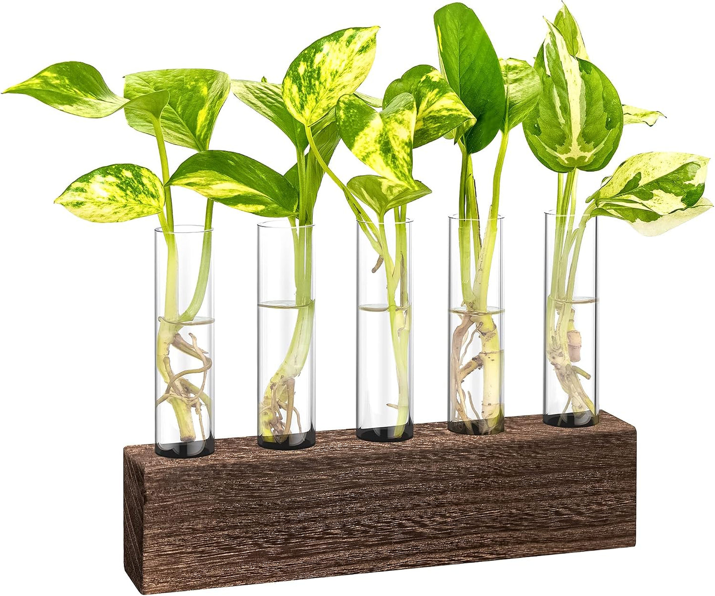 Soporte vidrio para plantas oficina decoración