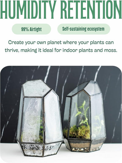 Terrario vidrio transparente puerta diseño geométrico musgo