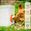 6 Comederos Pollo Con Tapas Tazas Automáticas Naranja
