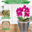 8 Macetas Orquídea 3pulg Plástico Transparente Ranuradas