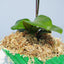 Musgo esfagnum comprimido 3.2oz para orquídeas