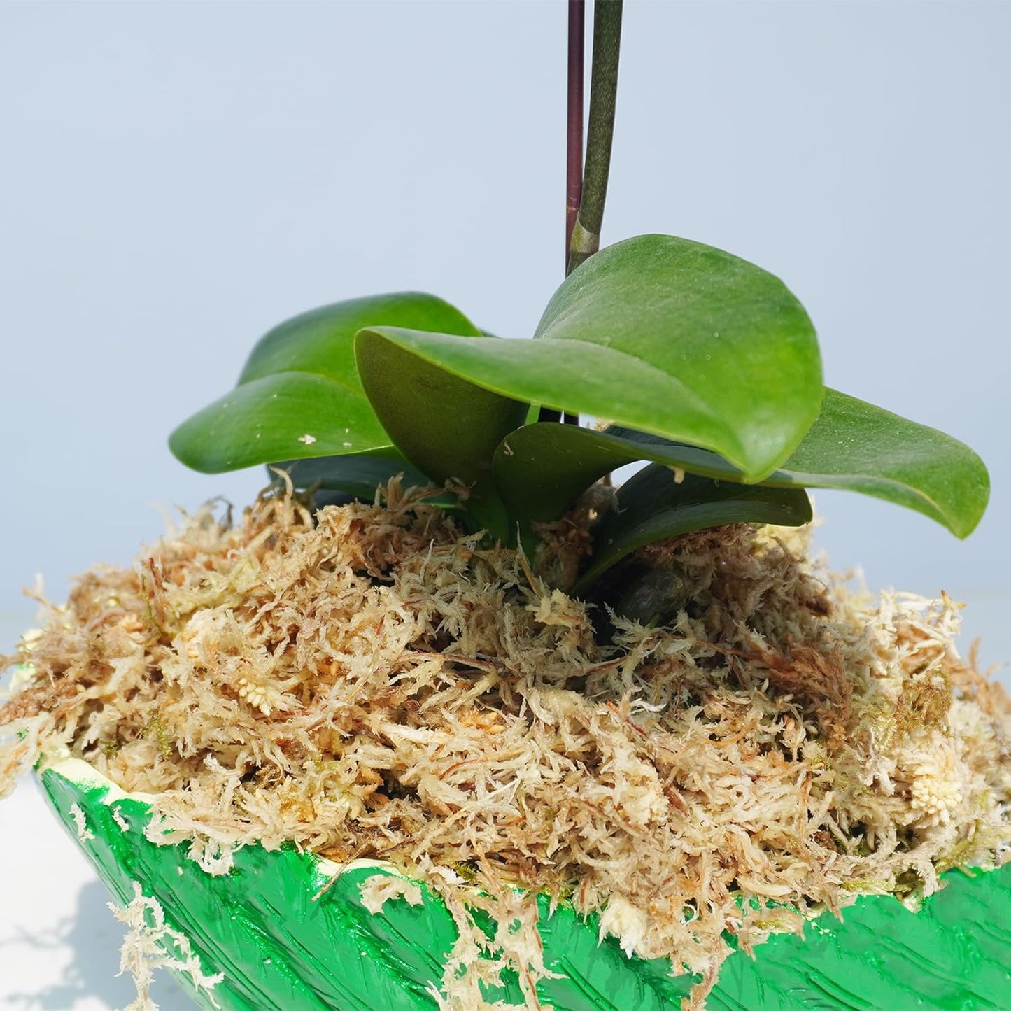 Musgo esfagnum comprimido 3.2oz para orquídeas