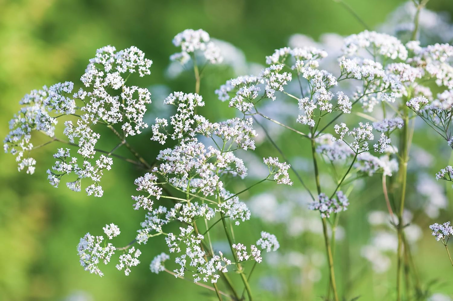 Semillas valeriana para plantar 500uds sin OMG jardín